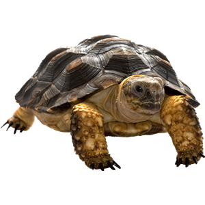 Turtle PNG-24776